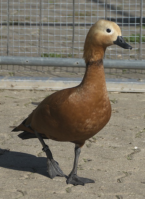 迫回撤防守